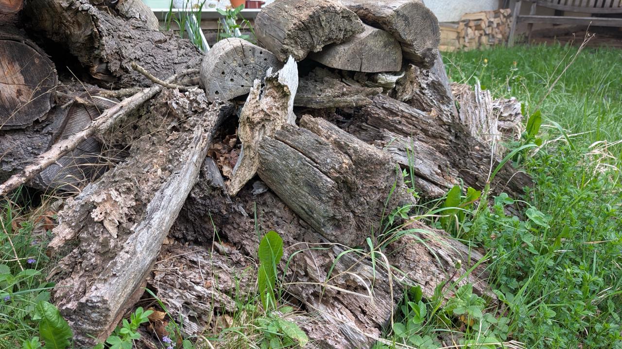Garten 11 – Biodiversität